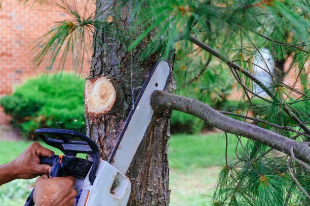 How Our Tree Care Process Works  in Rusk, TX